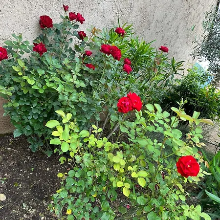 Verdon En Provence - Vue Sur Le D'esparron Sur Verdon Esparron-de-Verdon